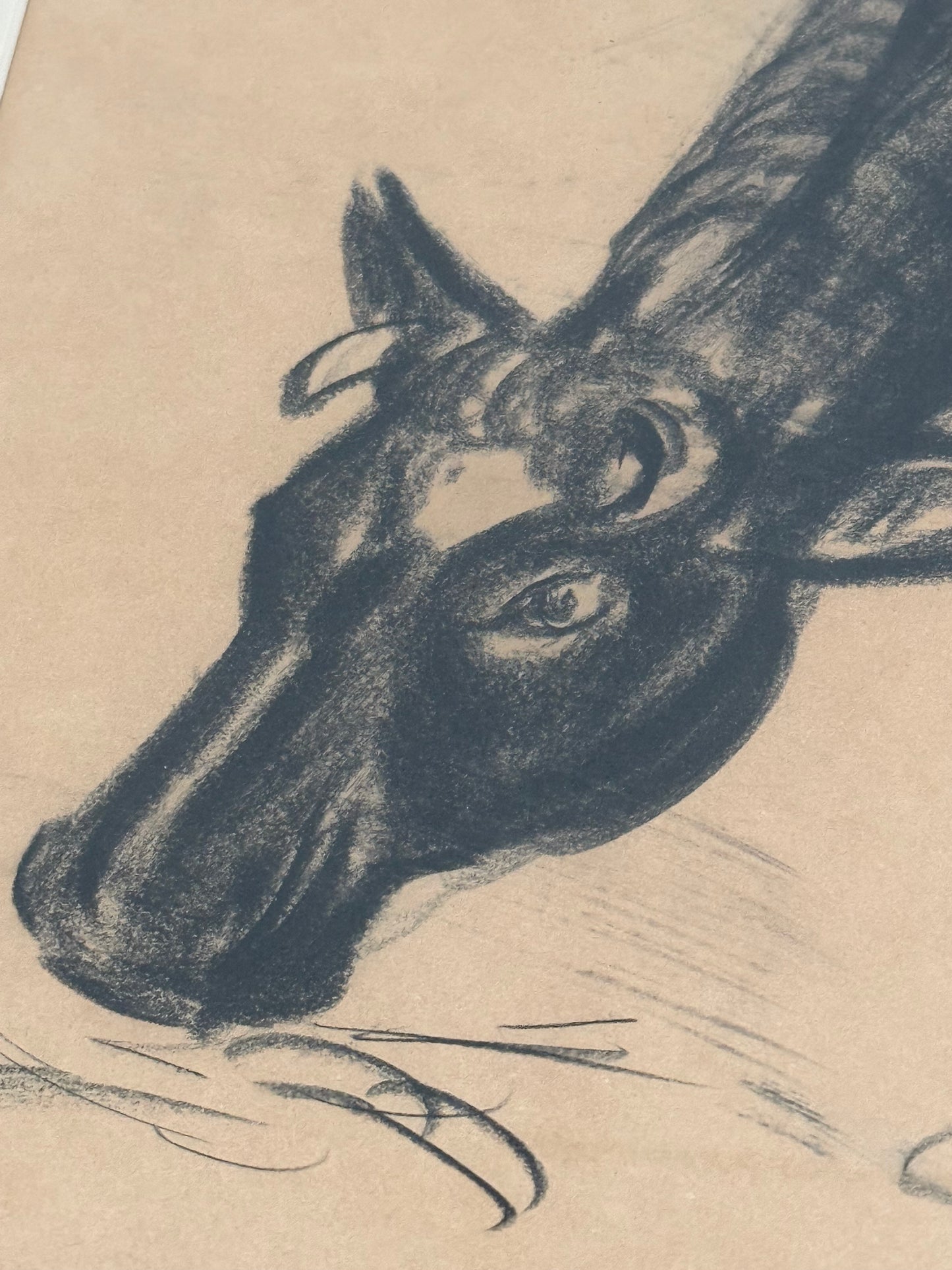 Cow Charcoal