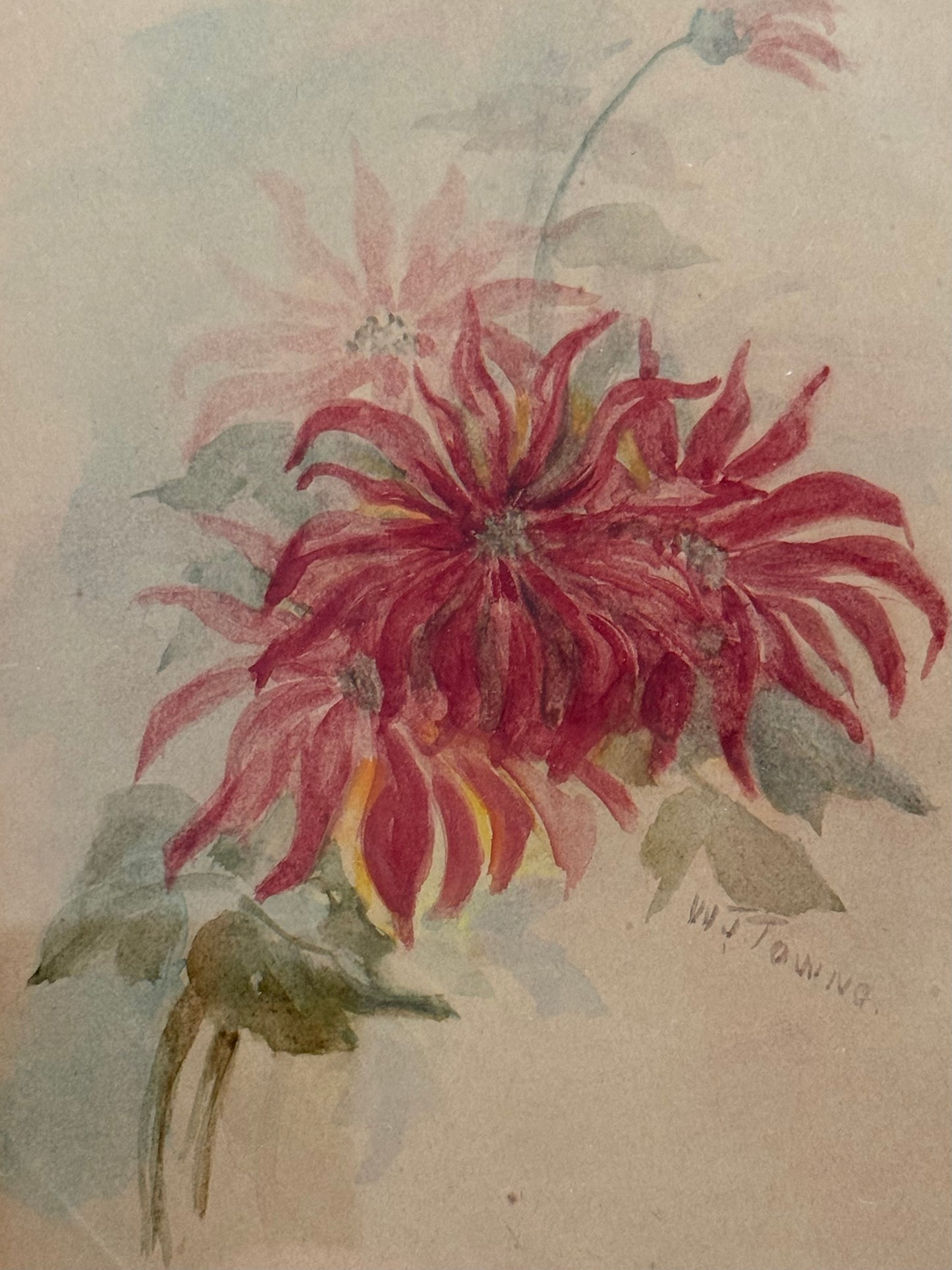 Crimson Mums