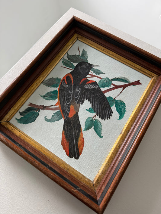 Oriole