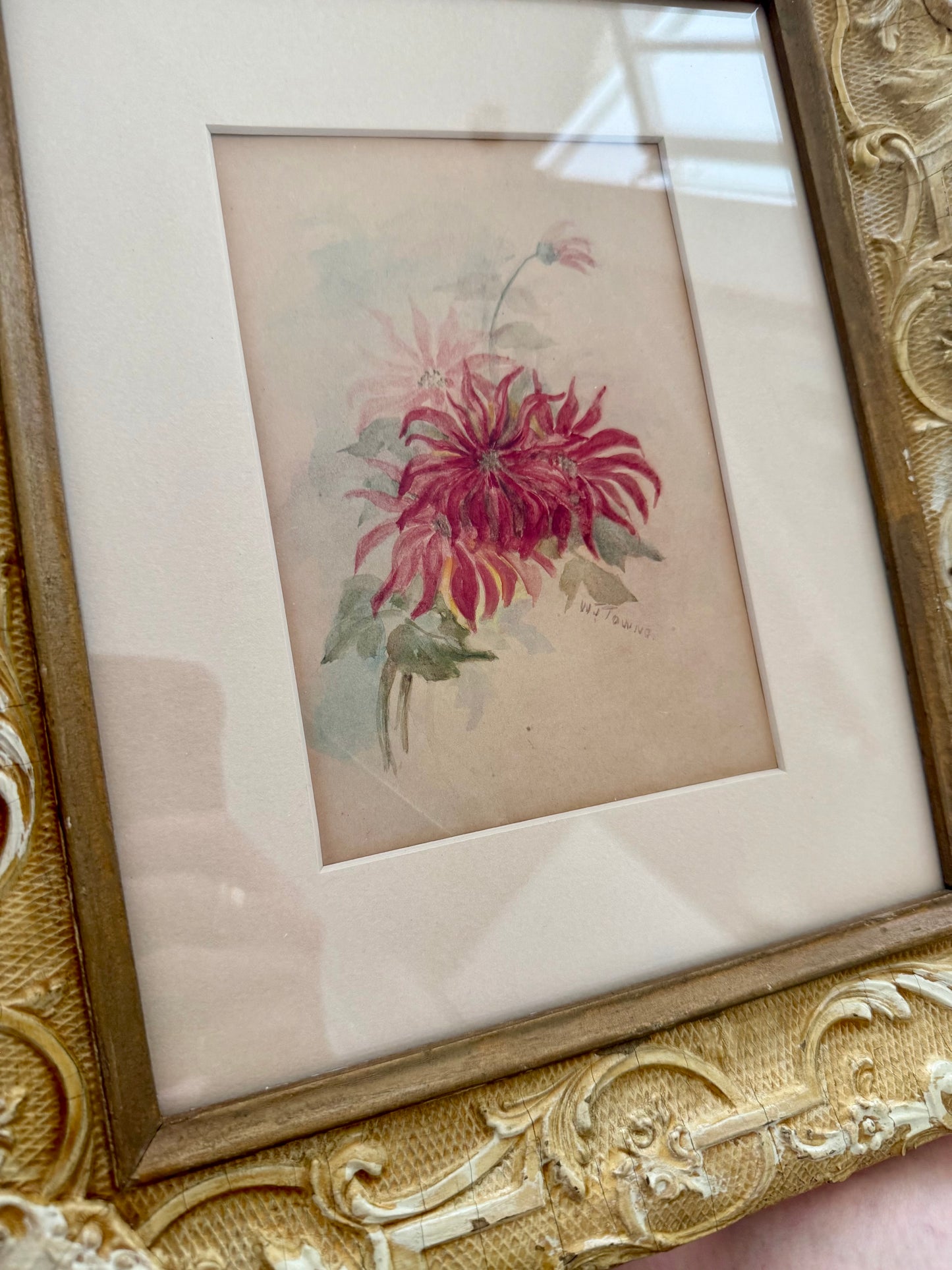 Crimson Mums