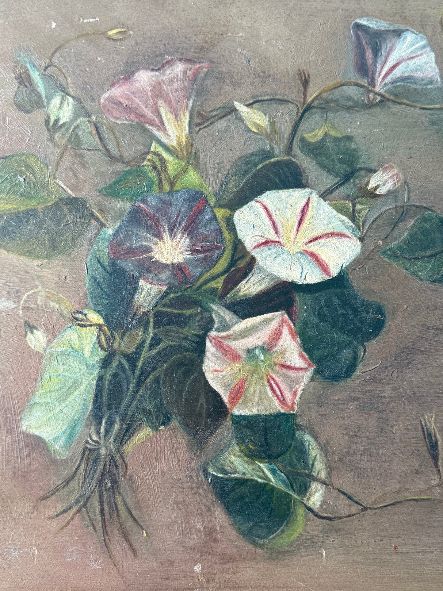 Morning Glories