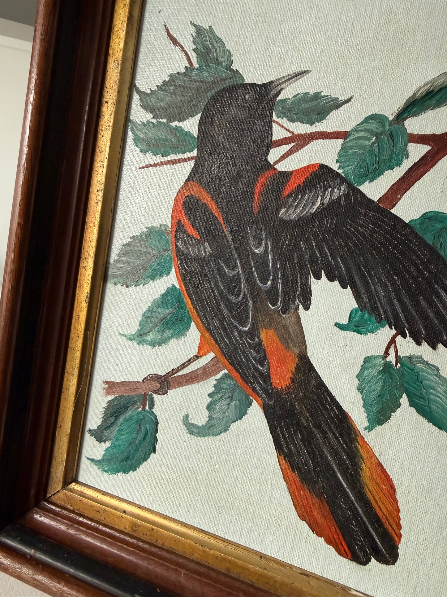 Oriole